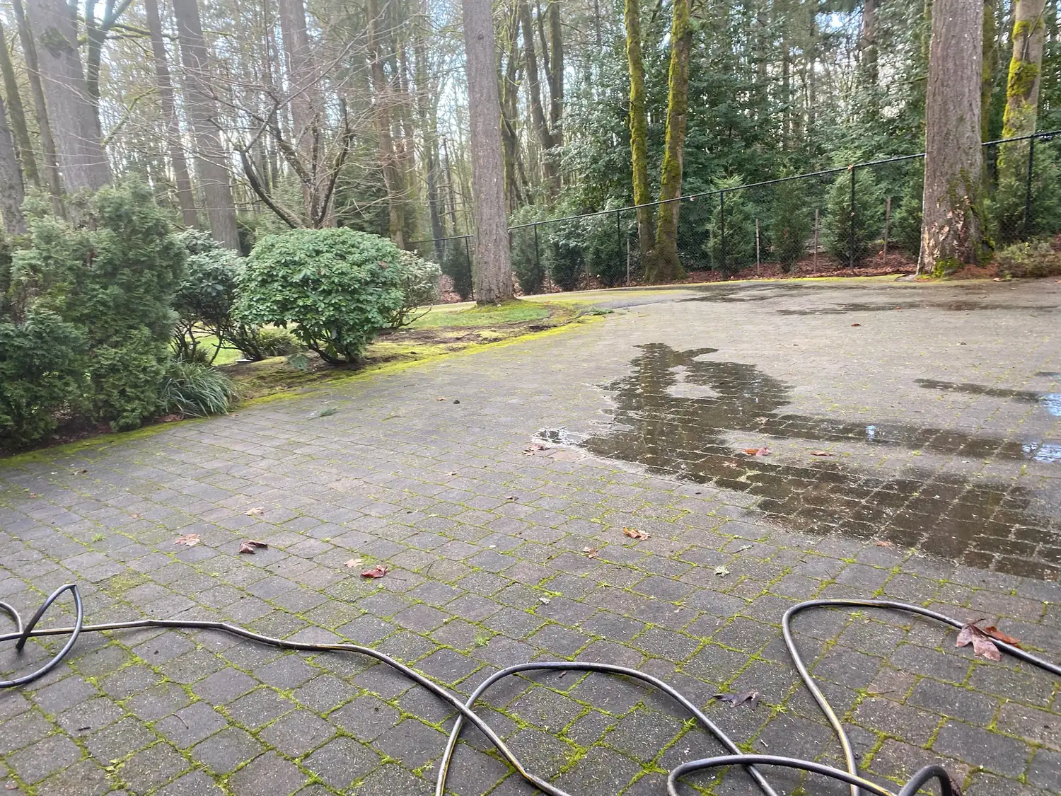Paver driveway heavily stained with green moss and algae before cleaning