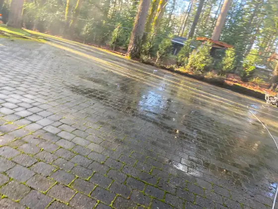 Wet paver driveway showing heavy green staining in the joints