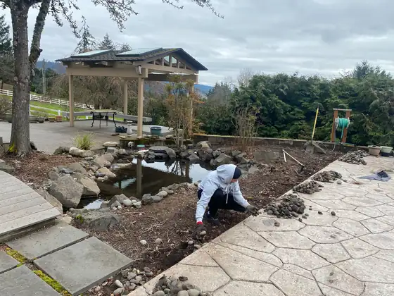 Planting and rock work around the pond in progress
